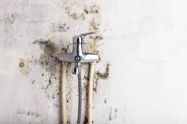 Best Insurance-Related Mold Remediation in South River, NM