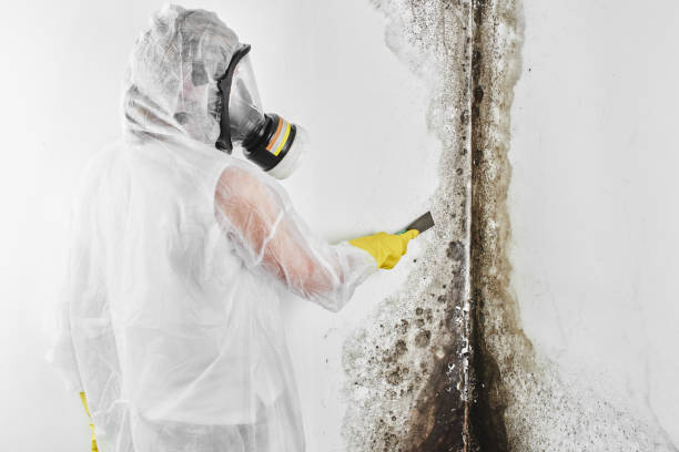 Best Attic Mold Remediation in South River, NM