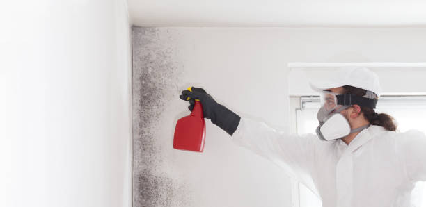 Best Mold Testing and Inspection Services in South River, NM