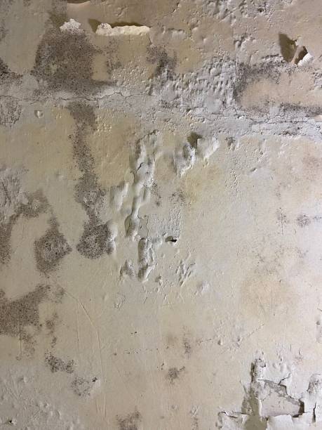 Best Post-Flood Mold Remediation in South River, NM