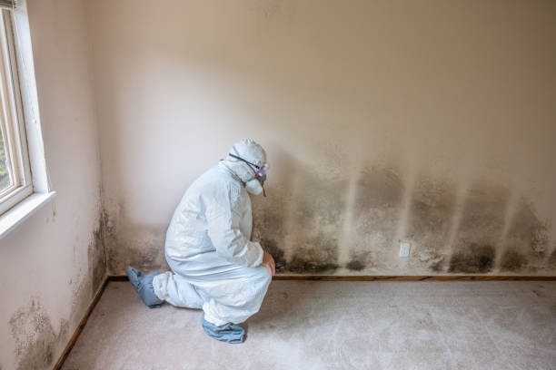 Best HVAC Mold Remediation in South River, NM