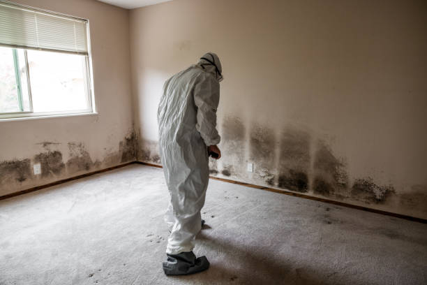 Best Basement Mold Remediation in South River, NM