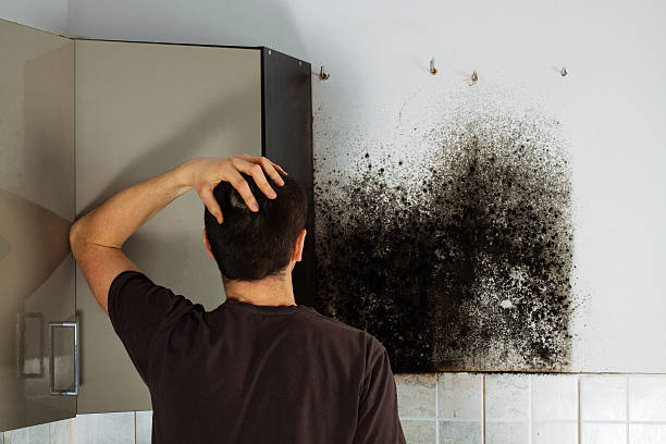 Best Localized Mold Remediation (e.g., coastal areas, humid climates) in South River, NM